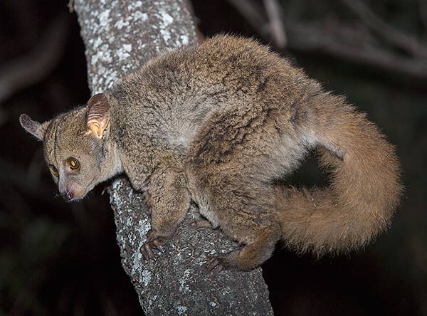 Greater galago Kruger Park